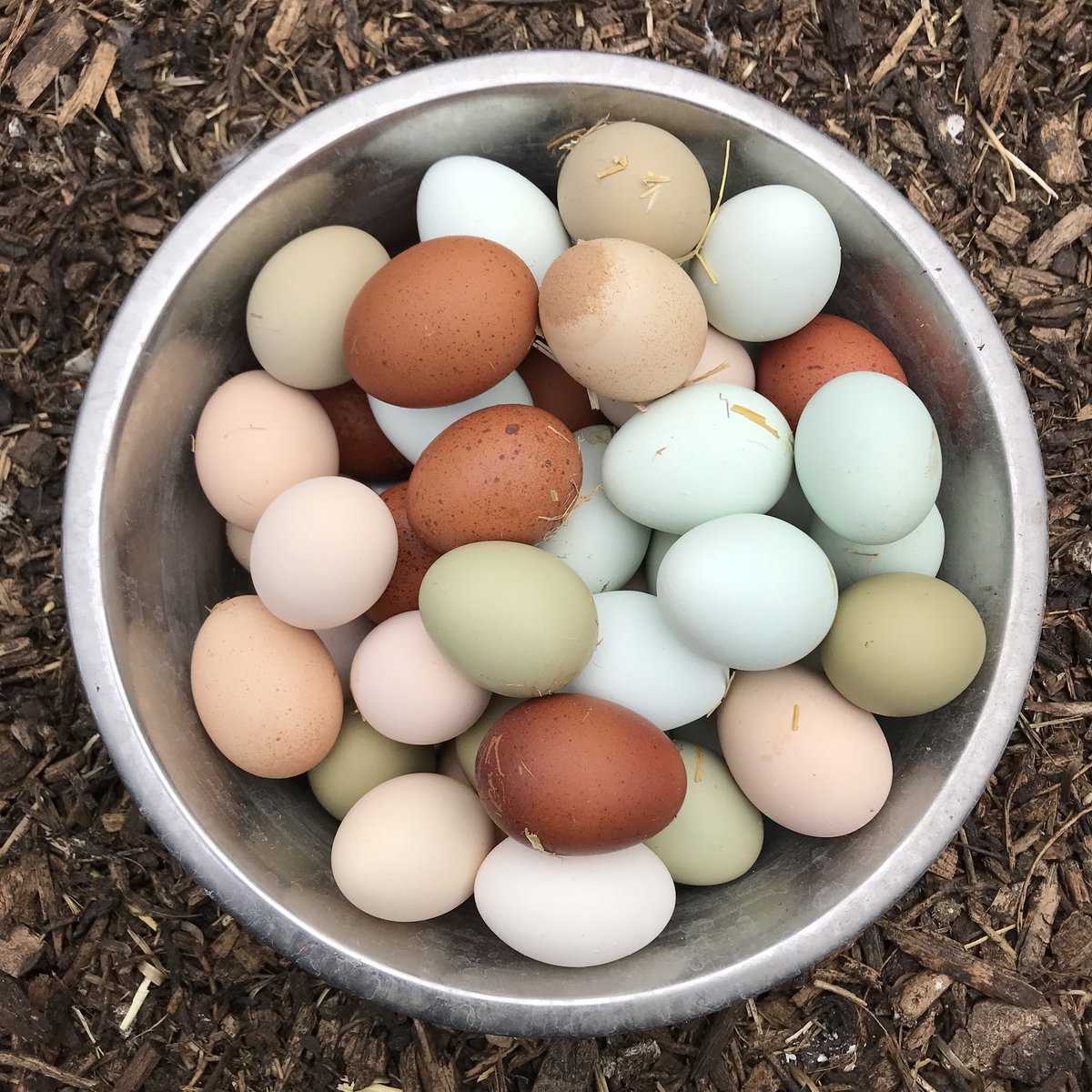 Yesterday’s collection 😍 #rainboweggs #eggs #fresheggs #food #chickens #herts #burygreenpoultry