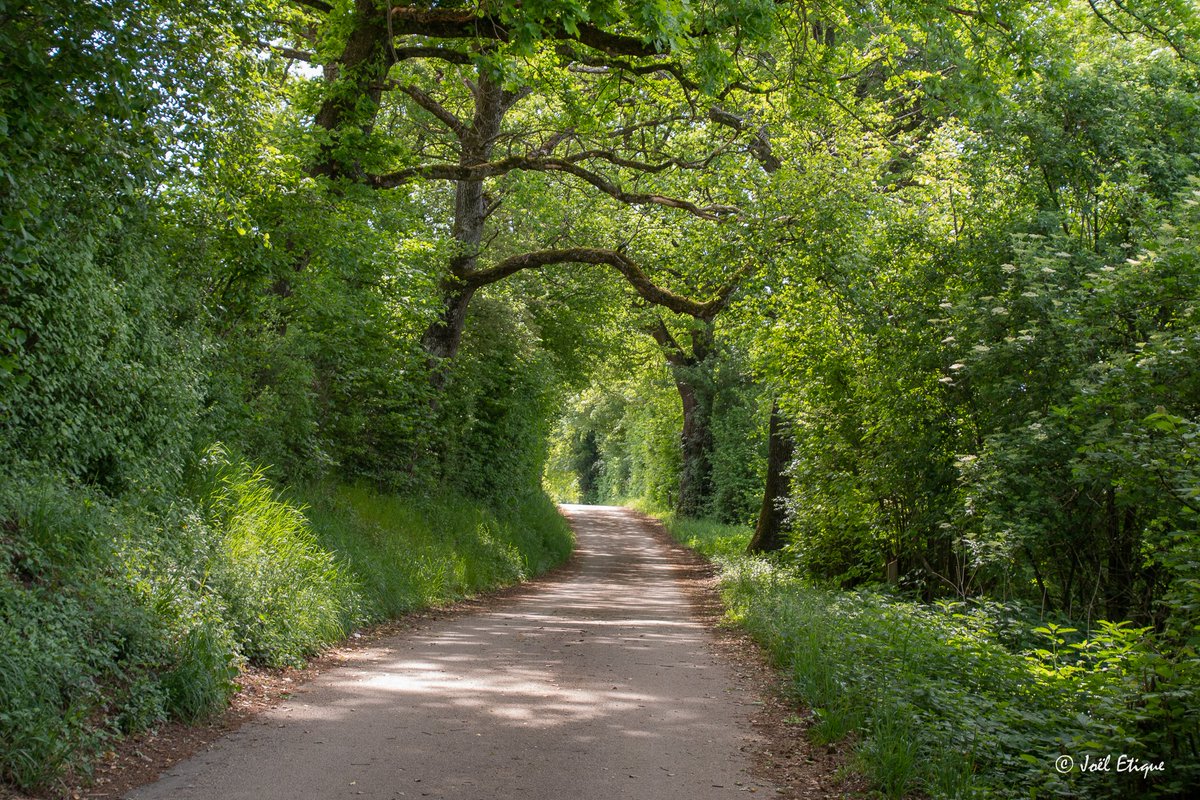 joeletique's tweet photo. Tunnel de verdure #colliard #courroux #jura https://t.co/pMkY6rKhcm