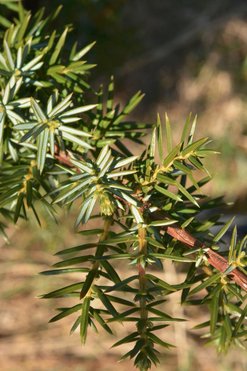 Gemmotherapie1's tweet photo. Probleme mit der #Verdauung? Juniperus communis, das #Gemmo-Mittel aus Wacholder-Knospen, stärkt die Leber, reguliert die Verdauung, der Organismus wird entgiftet, gestärkt. Infos gibt`s bei der Gemmo-Community https://t.co/ZPKv44WCrA #Gemmotherapie #Bauchschmerzen #Gesundheit https://t.co/L1JmgNYkPs