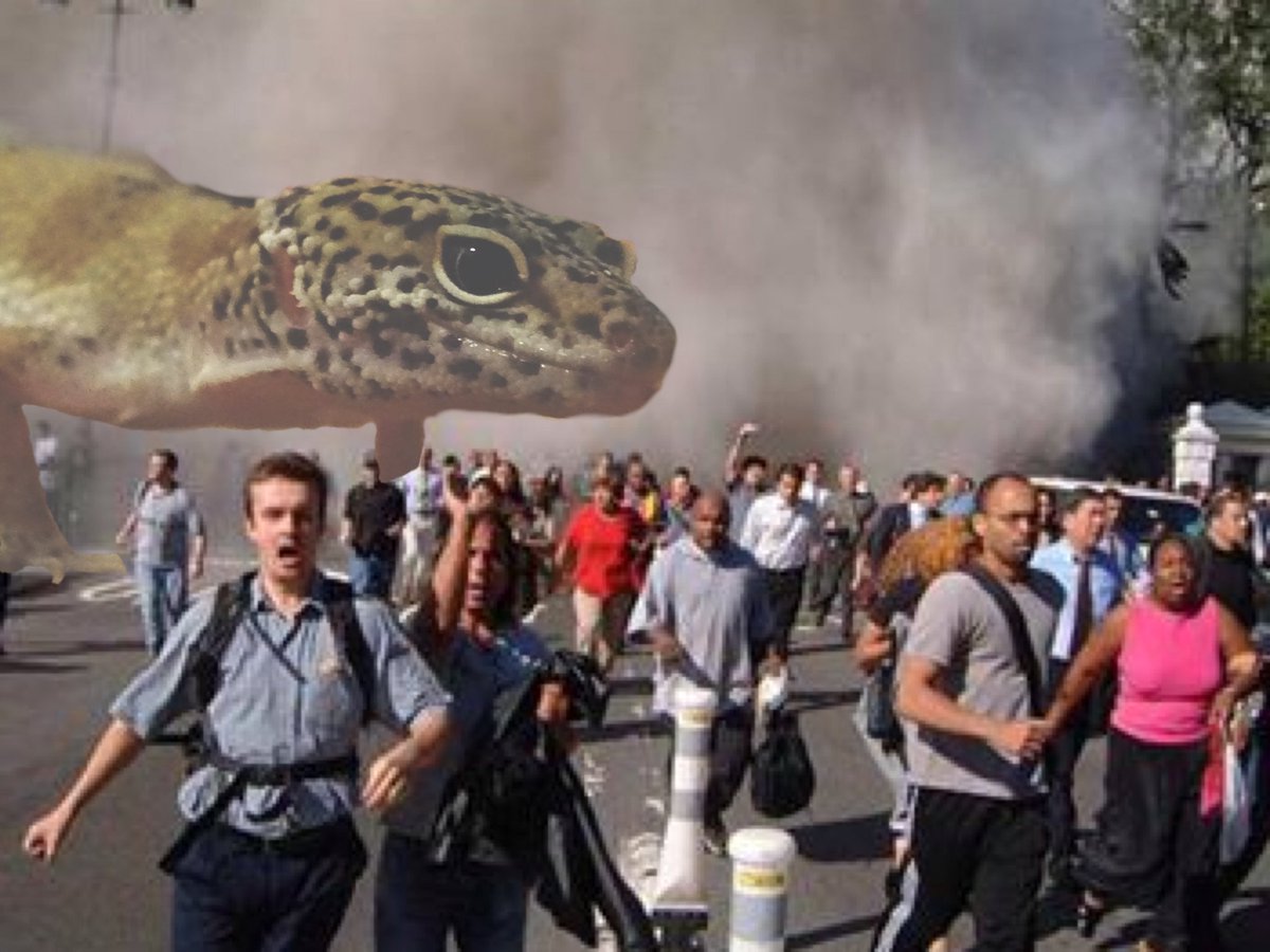 costanza_david's tweet photo. Got bored tonight and wanted to make my leopard geckos feel alittle larger #FirstEdits https://t.co/q2NZCATOEL