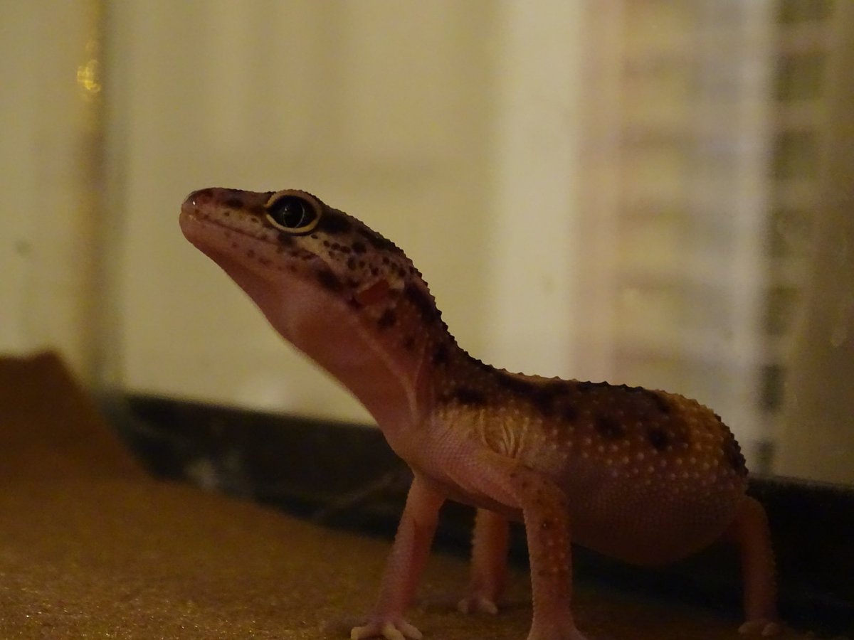 costanza_david's tweet photo. Got bored tonight and wanted to make my leopard geckos feel alittle larger #FirstEdits https://t.co/q2NZCATOEL