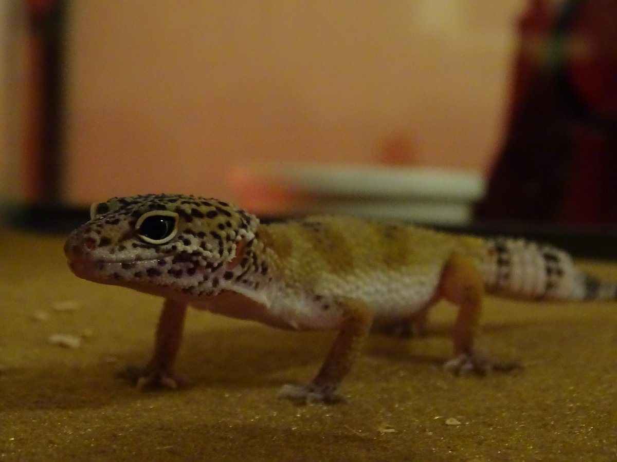 costanza_david's tweet photo. Got bored tonight and wanted to make my leopard geckos feel alittle larger #FirstEdits https://t.co/q2NZCATOEL