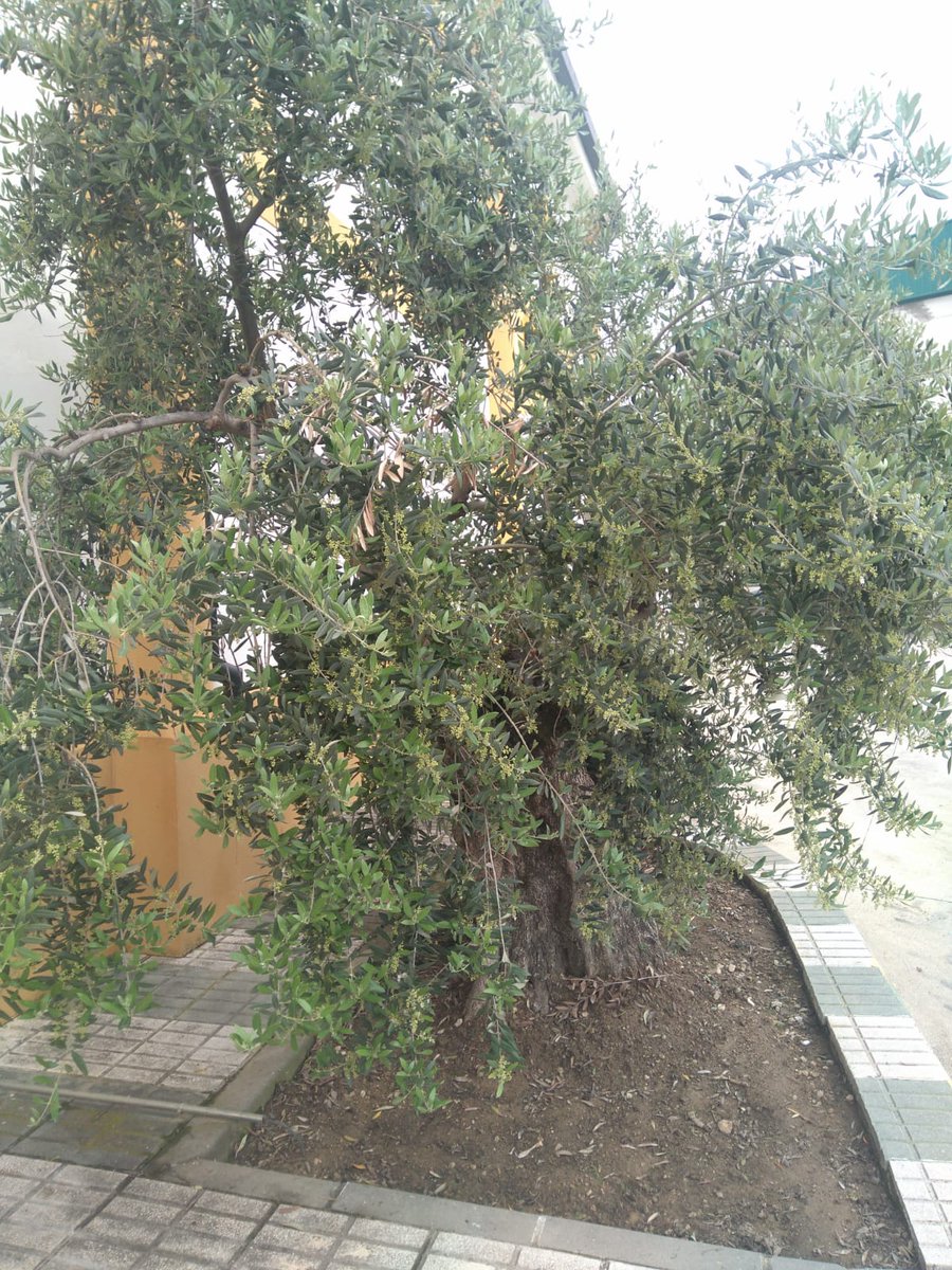 great_oiluk's tweet photo. The trees are budding in Algarinejo home to farmers cooperative that produce great tasting award winning Orodeal 😎

#OliveOil #Orodeal https://t.co/3LjR1kbkYp