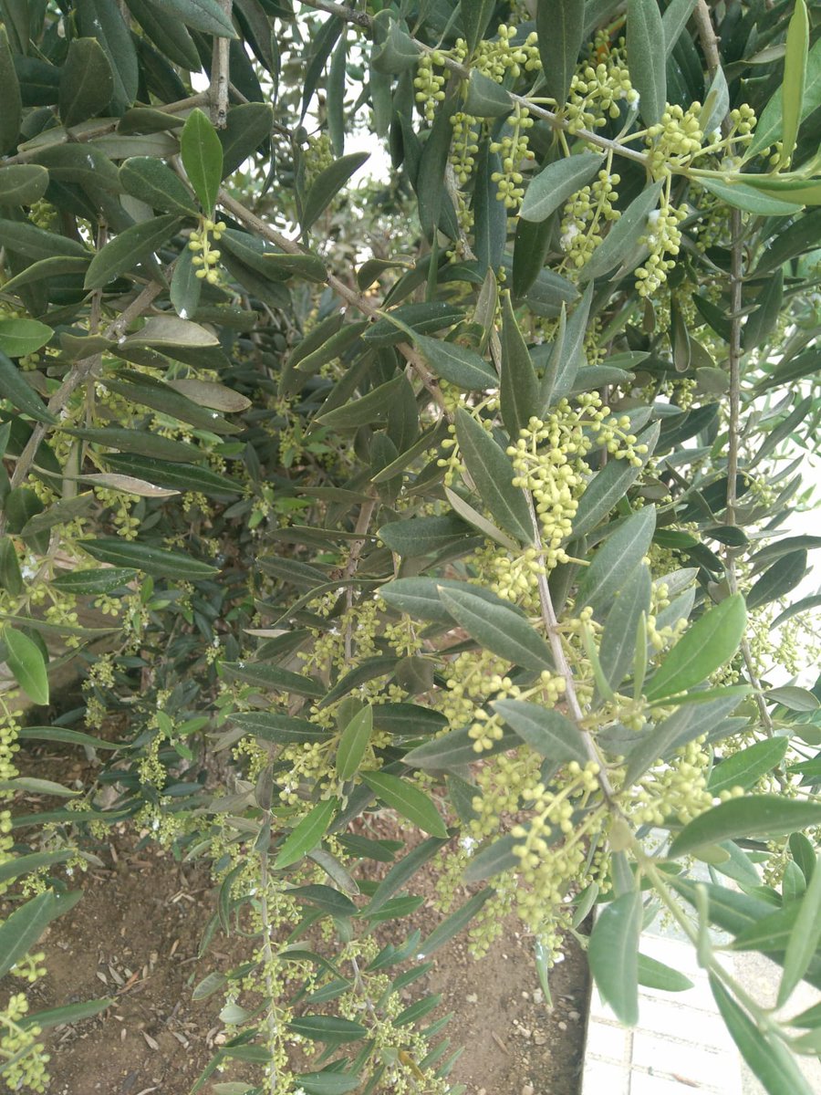 great_oiluk's tweet photo. The trees are budding in Algarinejo home to farmers cooperative that produce great tasting award winning Orodeal 😎

#OliveOil #Orodeal https://t.co/3LjR1kbkYp