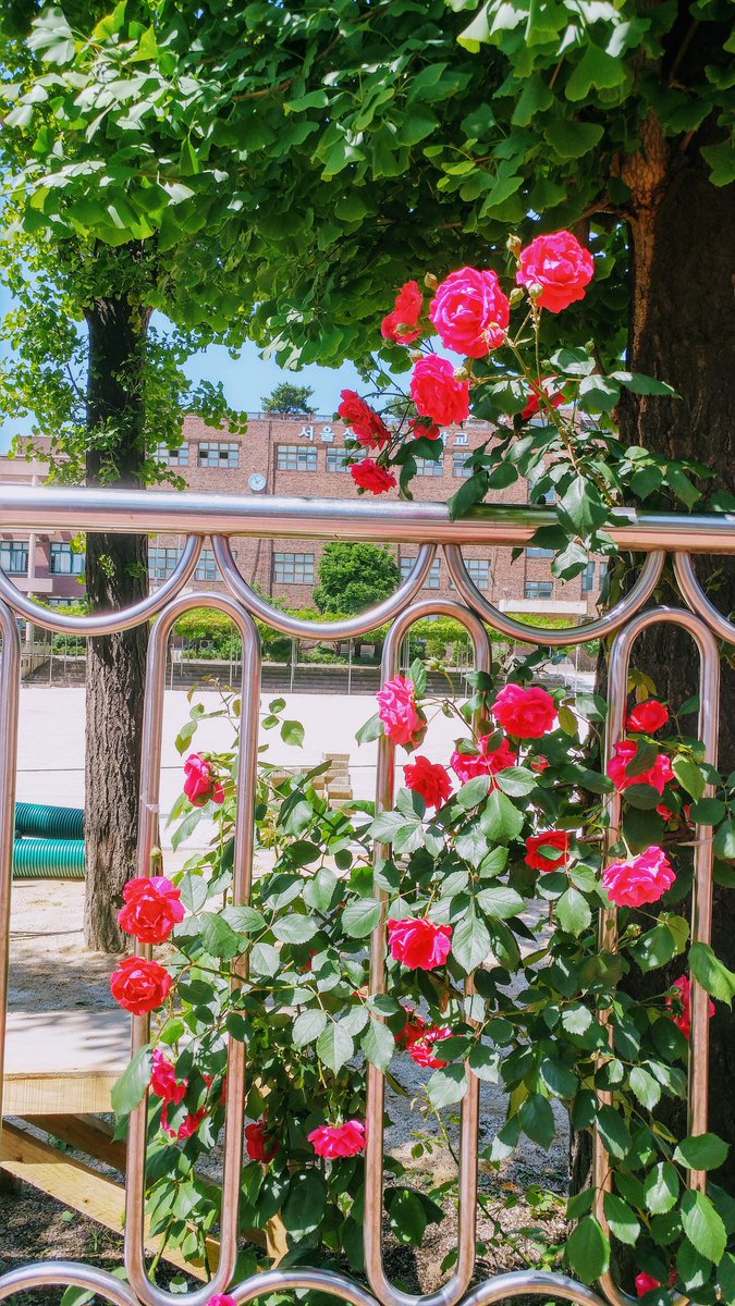 바야흐로 장미의 계절, 소오ㅡ다의 계절