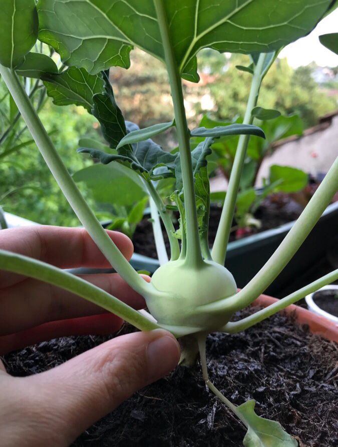 Chez_Fee's tweet photo. Der #Küchenfenstergarten bastelt schon wieder so unglaublich schöne Blüten und Früchte. Ich hätte fast Lust, mein Büro hierhin zu verlegen! 😄

#Dachgarten #Gartenparadies #urbangardening #lovenature https://t.co/IsjyT8QvIo