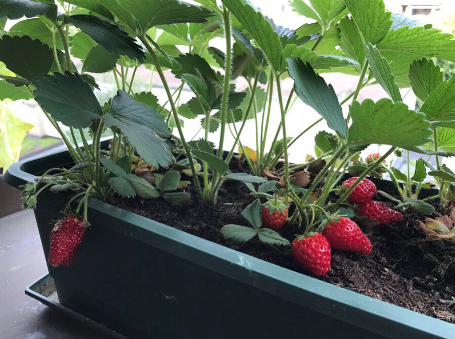 Chez_Fee's tweet photo. Der #Küchenfenstergarten bastelt schon wieder so unglaublich schöne Blüten und Früchte. Ich hätte fast Lust, mein Büro hierhin zu verlegen! 😄

#Dachgarten #Gartenparadies #urbangardening #lovenature https://t.co/IsjyT8QvIo