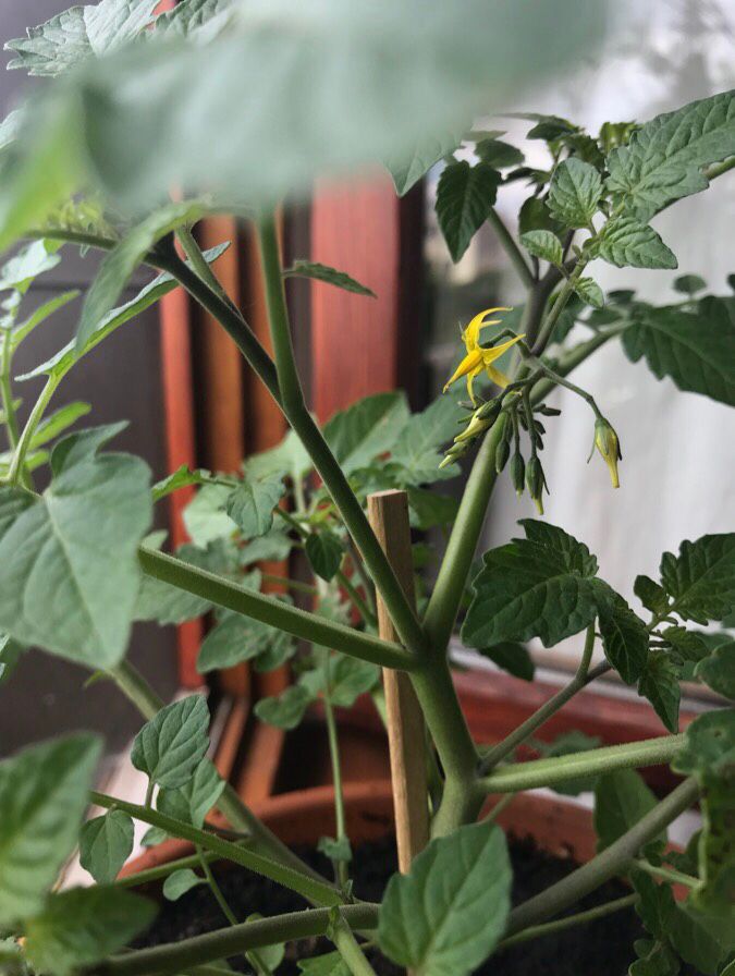Chez_Fee's tweet photo. Der #Küchenfenstergarten bastelt schon wieder so unglaublich schöne Blüten und Früchte. Ich hätte fast Lust, mein Büro hierhin zu verlegen! 😄

#Dachgarten #Gartenparadies #urbangardening #lovenature https://t.co/IsjyT8QvIo