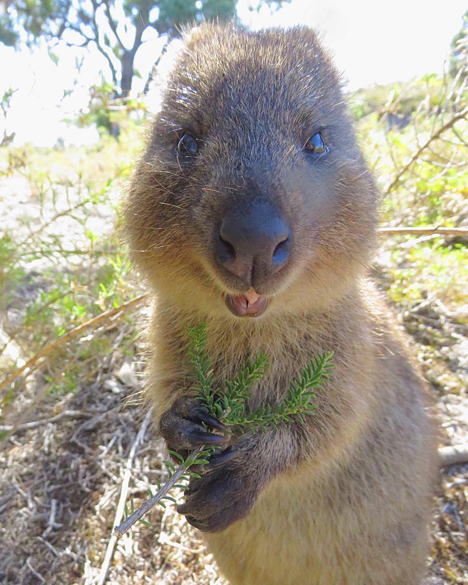 Australia tweet media