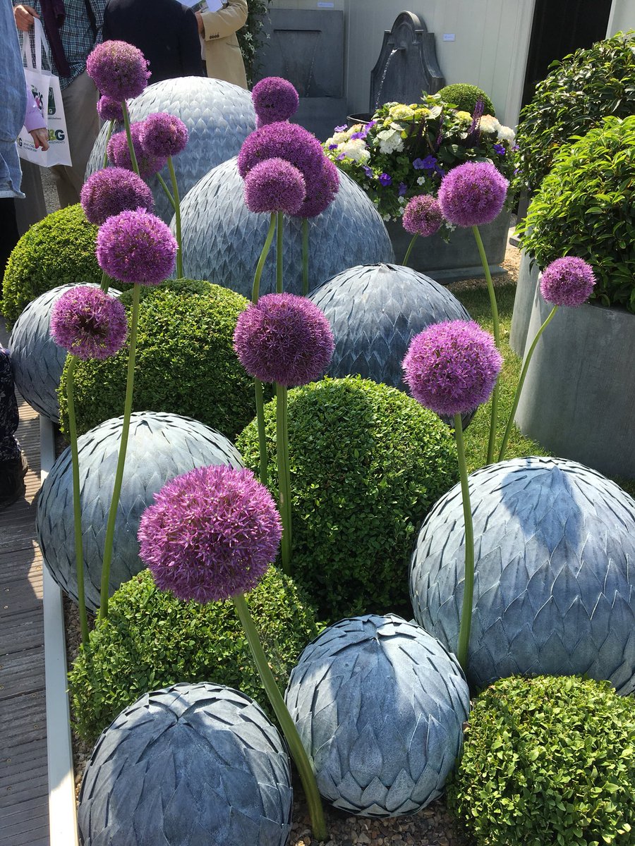EBerry_Flowers's tweet image. A classic Chelsea image #alliums #stachysballs #boxballs #chelsea2018