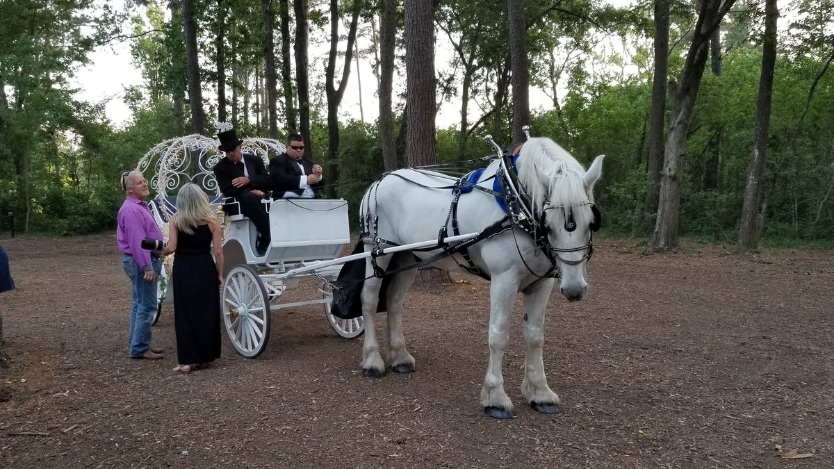 A horse and carriage wedding is the best kind of wedding 😍 #weddings #love