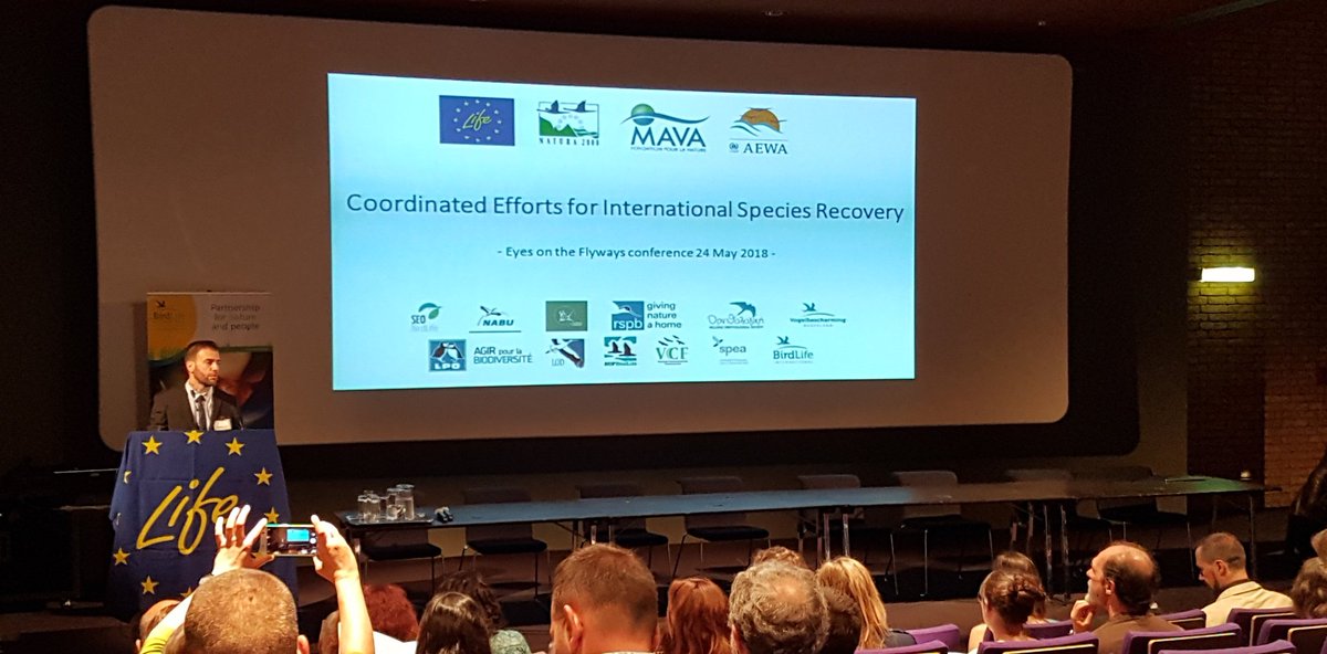 TheFalconBirder's tweet photo. #EyesOnTheFlyways conference kicks off in Brussels, #Belgium this morning. Species and Multi-species Action Plans have proven to be highly effective processes to promote bird conservation. #SakerGAP #VultureMsAP https://t.co/famwQtSvDV https://t.co/b5Dhm8KUZL