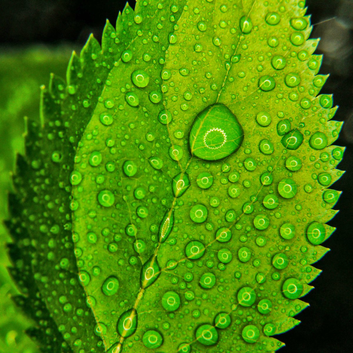 #Leaf
ow.ly/J9Ar30k9odQ 
#green 
#eshofuni
#ecofriendly 
#sustainability 
#macrophotography
