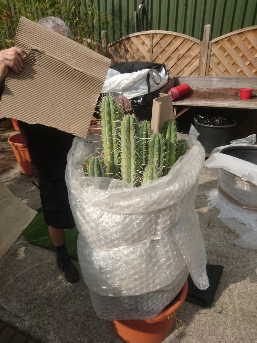 Repotted This 30 years old trichocereus for a customer yesterday! 

Safety first 👷‍♂️
