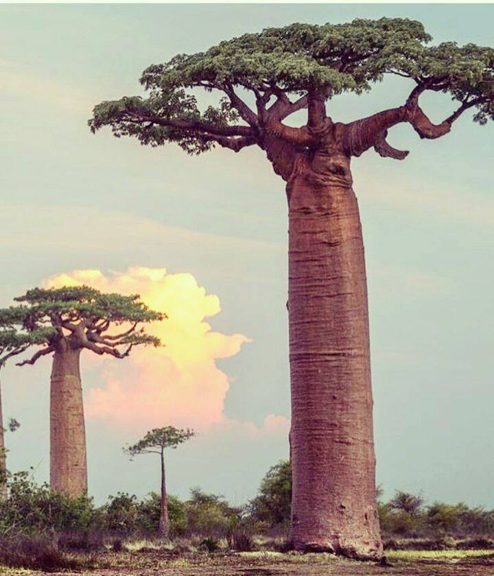 Le plus beau, le plus fort, le plus grand ! (Après Papa...) 💚 #baobab