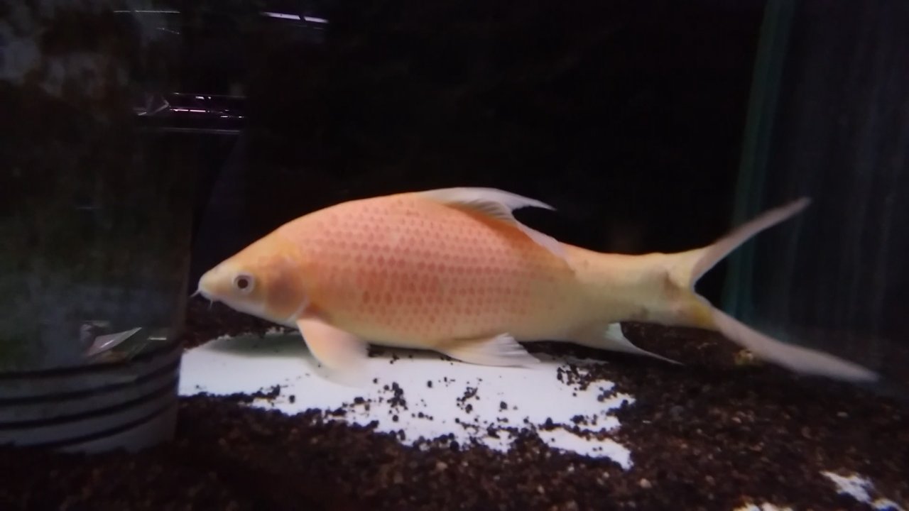 Pd熱帯魚センター小動物部 熱帯魚コーナーの新入荷 アルビノブラックシャークのレッドスポットタイプです 30cmくらいのビックサイズ ポッテリしてて可愛いです Pd熱帯魚センター ブラックシャーク