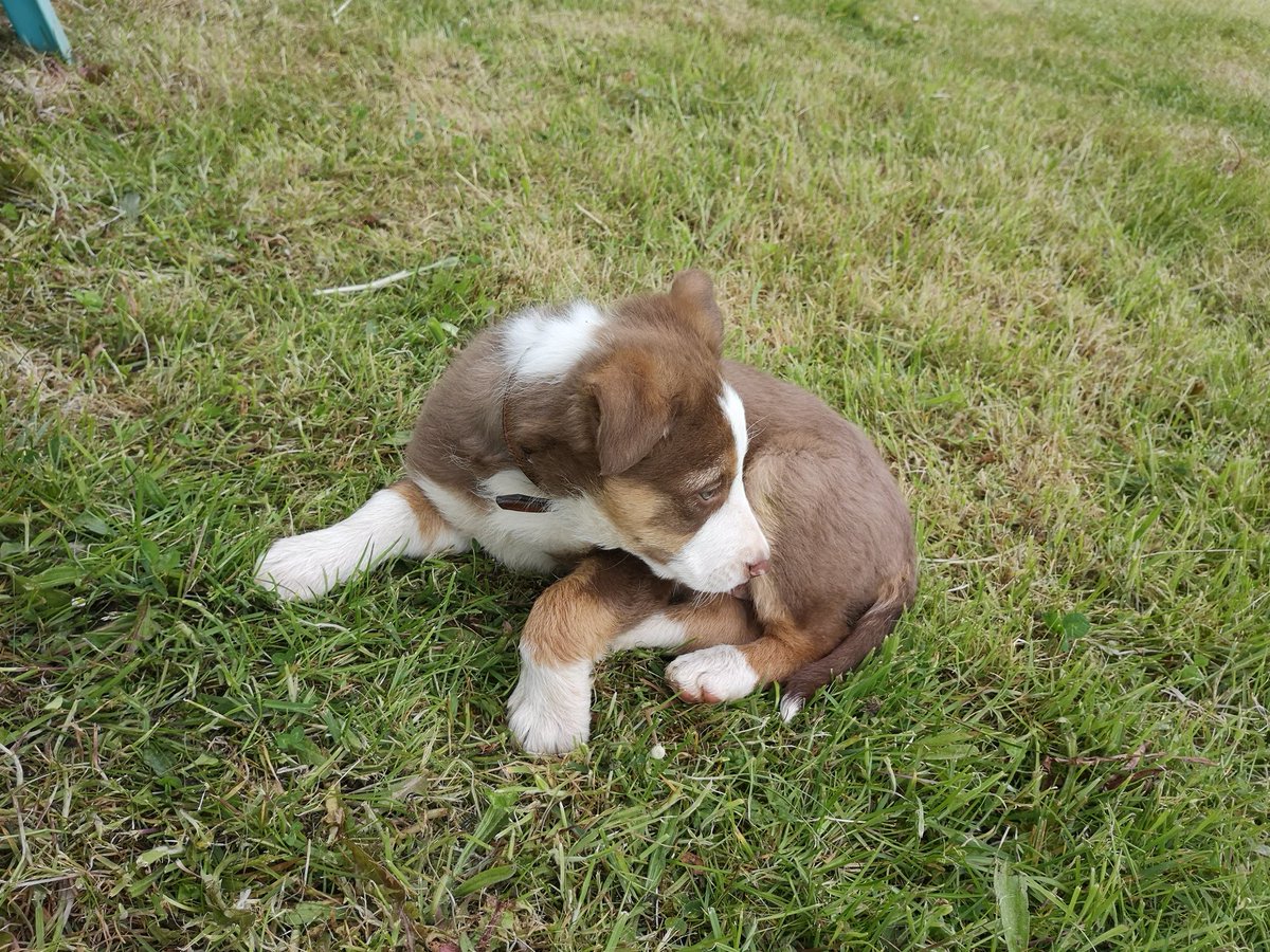 MiddleMorris's tweet photo. He is here!! #Regthebordercollie #bordercollie #isds https://t.co/NycBOKFaqe