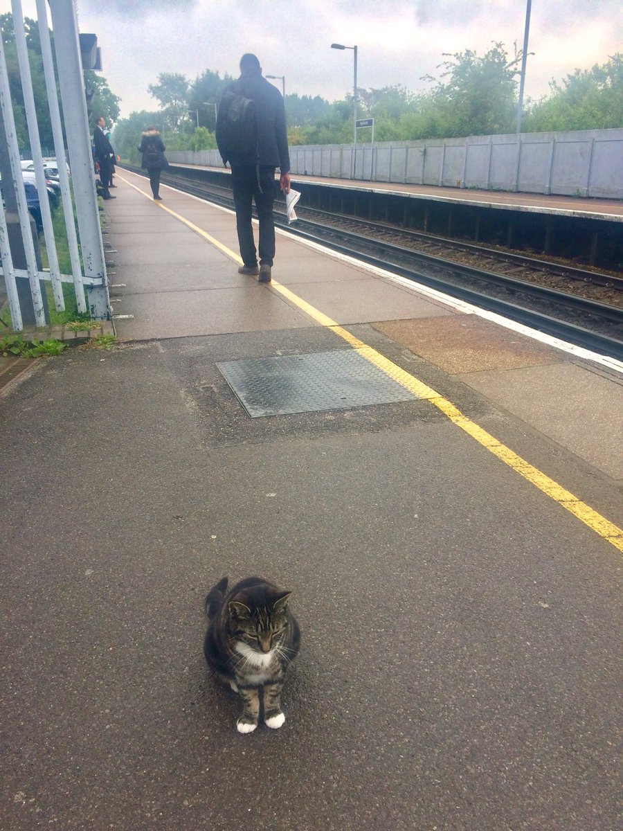 katyardagh's tweet image. Like the rest of the country, the station cat is wondering if his train will run on time today.... #newtimetable #trains #cat #commute #station