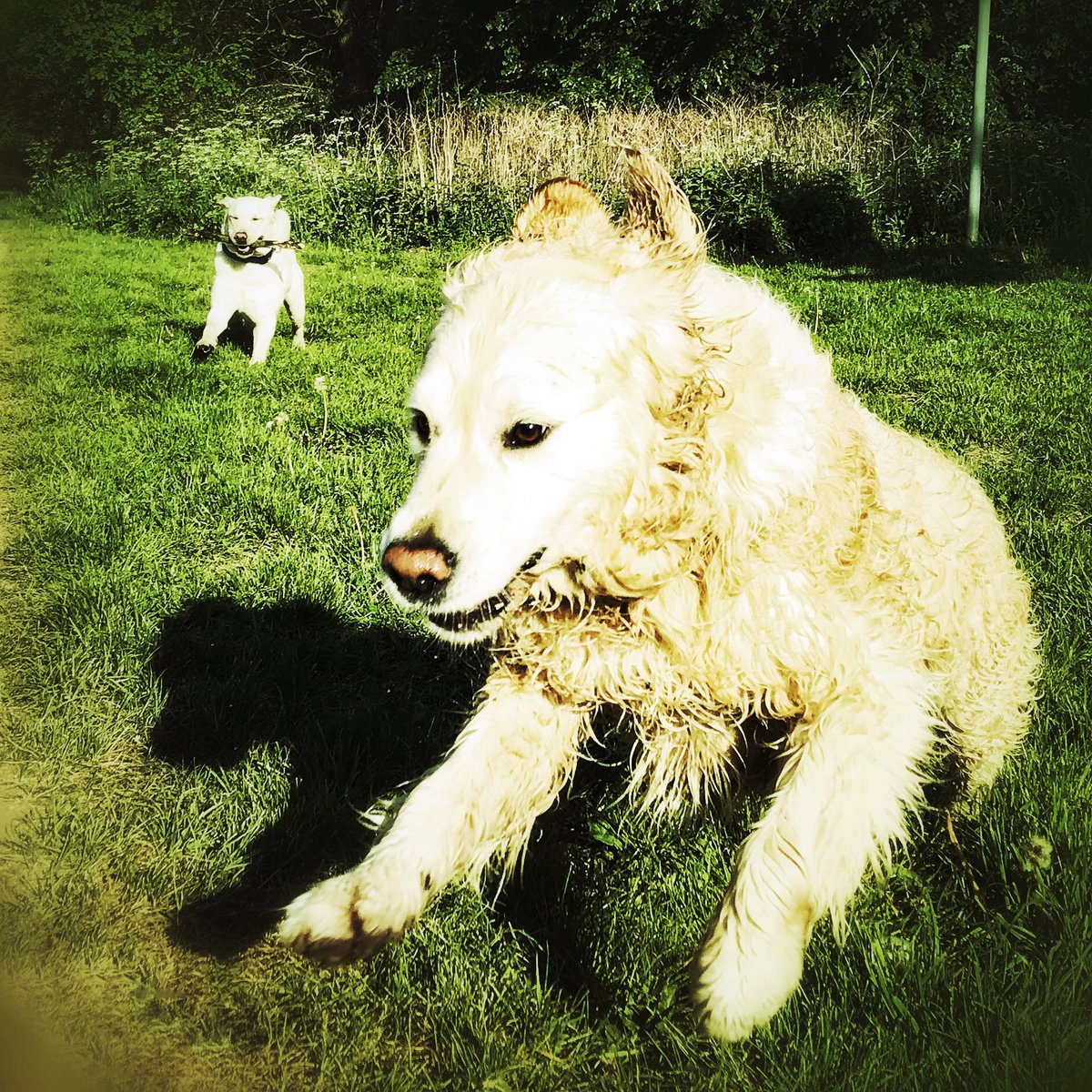 tomcopy's tweet photo. Morning walk fun for Freddie and @RetrieverThe https://t.co/HsYDV8k9hb