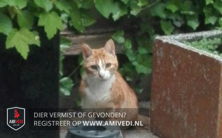 NoordHolland #Amsterdam #AmsterdamZuid #Hoofddorppleinbuurt , Woestduinstraat, kat gevonden, CYPERS ROOD/WIT, 23/5/18, met #CHIP, eigenaar nog niet gevonden amivedi.nl/detail/?meldin… het katje is mager en schuw
