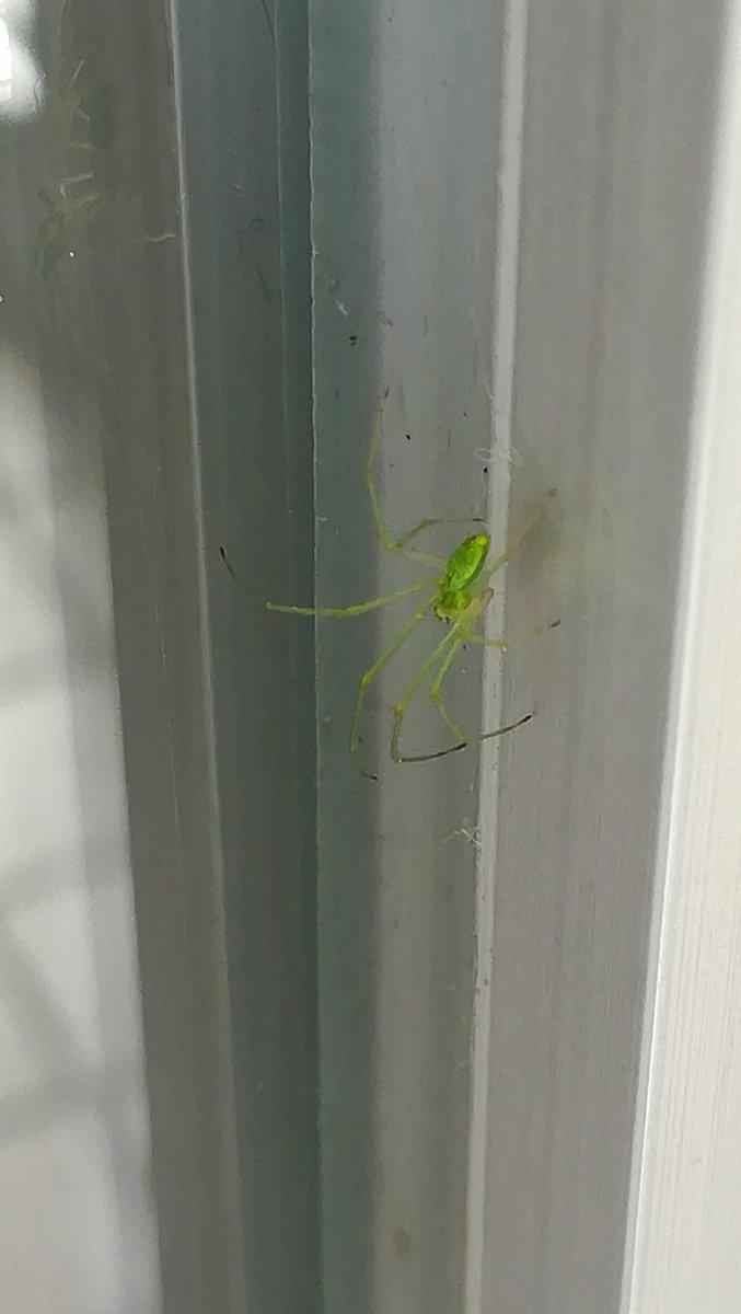 越冬がぎえる Twitter ನಲ ಲ クモ 美しい緑色のクモだがワカバではないな 脚細いので 同定お願いします