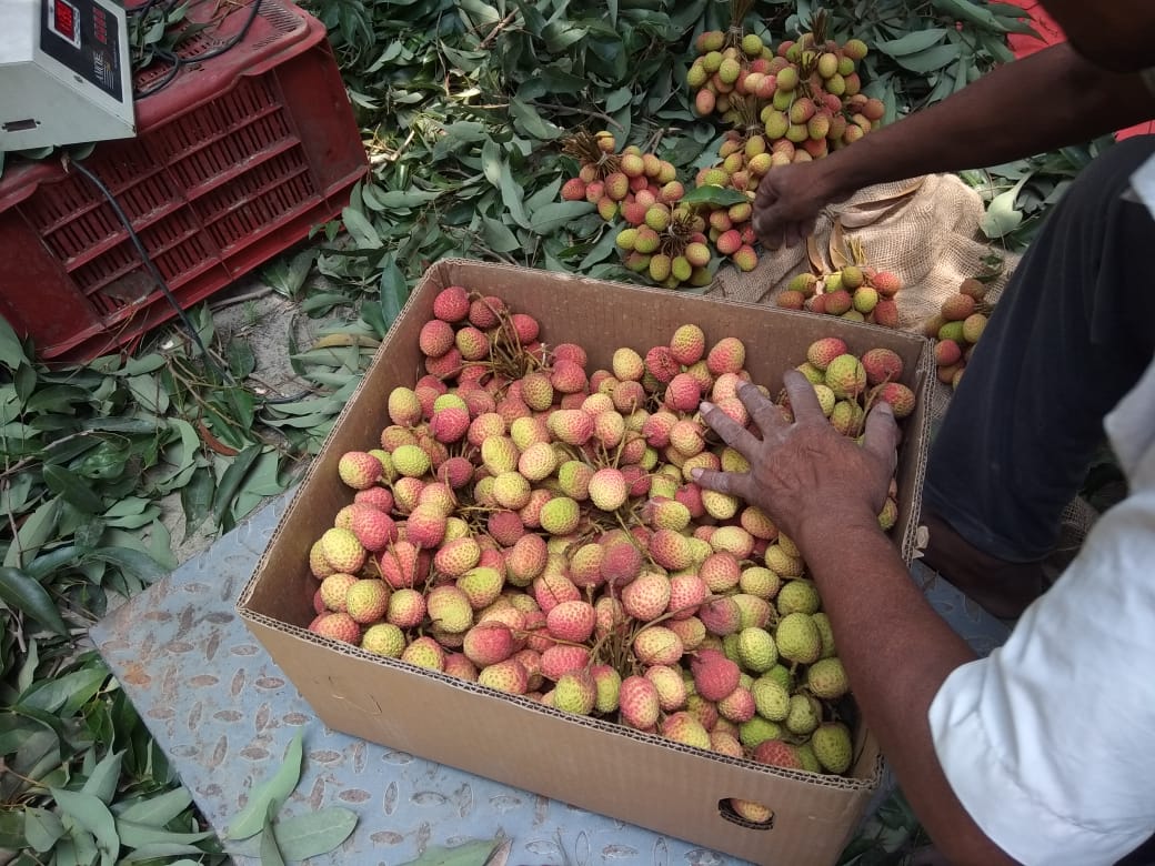 DeHaatTM's tweet photo. Farmers Fresh litchi being transported to different part of the country through Airlines. #seedtomarket #DeHaatTM #Litchi https://t.co/DijnbdQxuQ