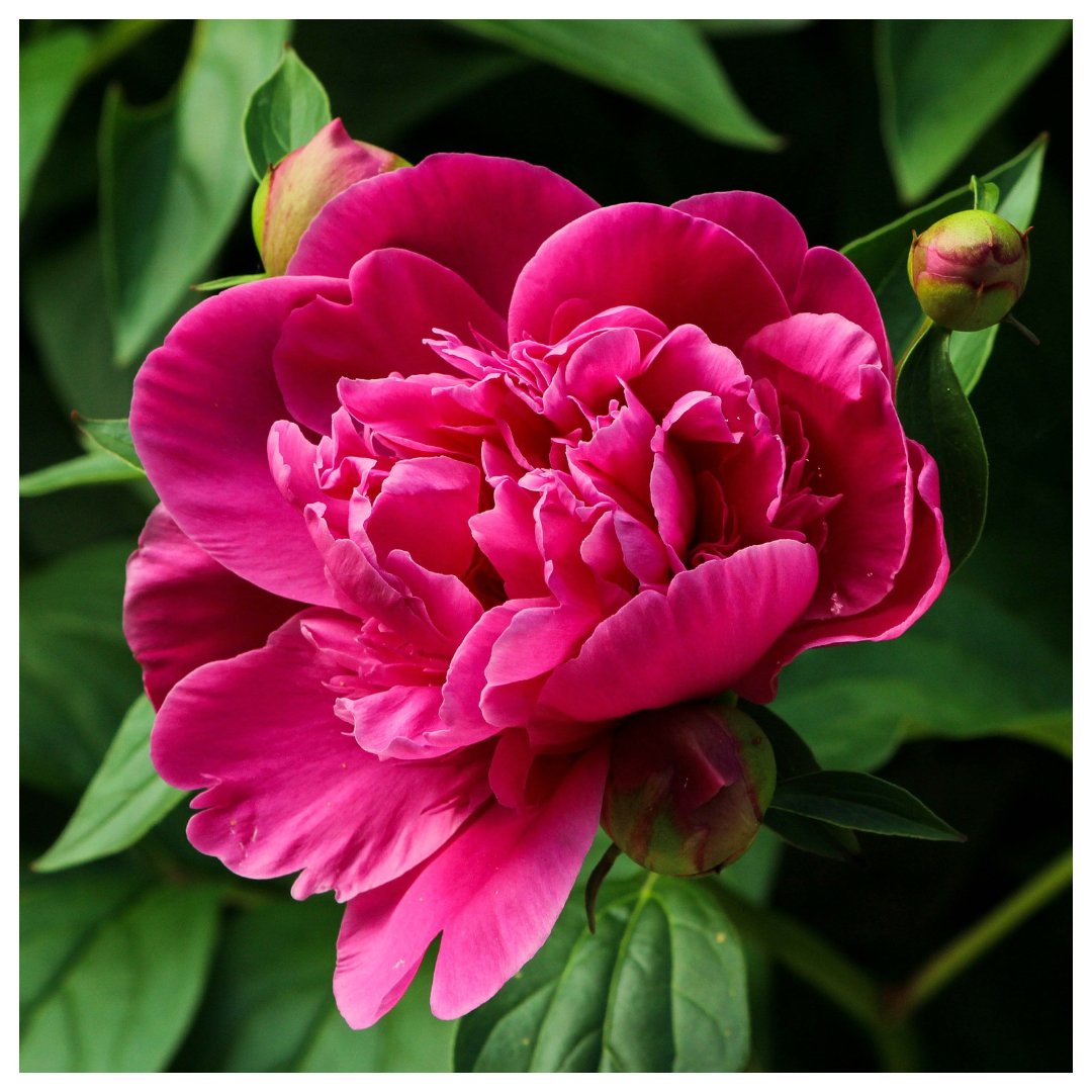 Here's another 'classic', inspired by the Chelsea #Flower #Show this week:

The Peony, native to Asia, Europe and Western North America.
Its large, often double flowers can add #colour to every #garden!

#gardening #peony #nature