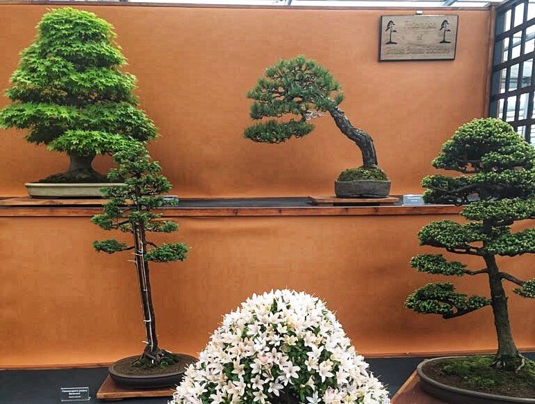 Billybaker52's tweet photo. Gold medal winners @fobbsbonsai at #RHSChelseaFlowerShow2018 
So pleased to have 3 of my #Bonsai in the display 🥇@The_RHS #BBCChelsea https://t.co/KXnitDuzcU