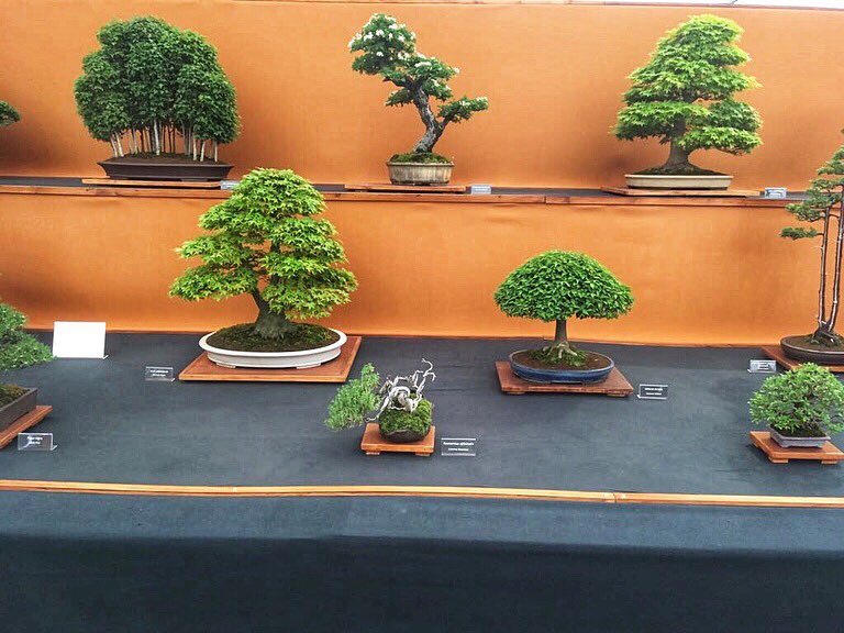Billybaker52's tweet photo. Gold medal winners @fobbsbonsai at #RHSChelseaFlowerShow2018 
So pleased to have 3 of my #Bonsai in the display 🥇@The_RHS #BBCChelsea https://t.co/KXnitDuzcU