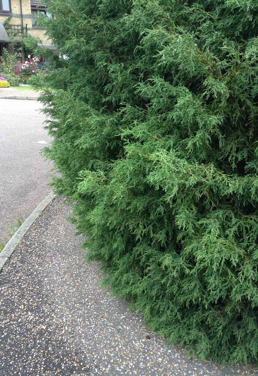 Good morning. Adam with you today.

As growing season is now in full swing, please ensure that any boundary vegetation isn't obstructing the public highway. This can prove to be very difficult for pedestrians, especially those who may need to step into the carriageway to avoid