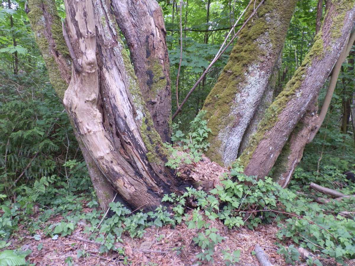 Micro_MarinB's tweet image. #forest #Kretzschmaria deusta affecting a maple tree on Pacific Spirit Regional Park, Vancouver, BC #fungalpathogen #fungus @ubcforestry #forestpathogen
