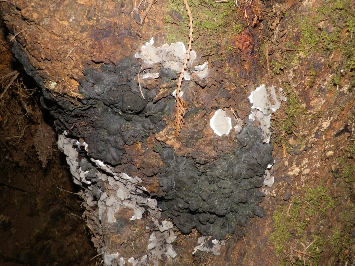 Micro_MarinB's tweet image. #forest #Kretzschmaria deusta affecting a maple tree on Pacific Spirit Regional Park, Vancouver, BC #fungalpathogen #fungus @ubcforestry #forestpathogen