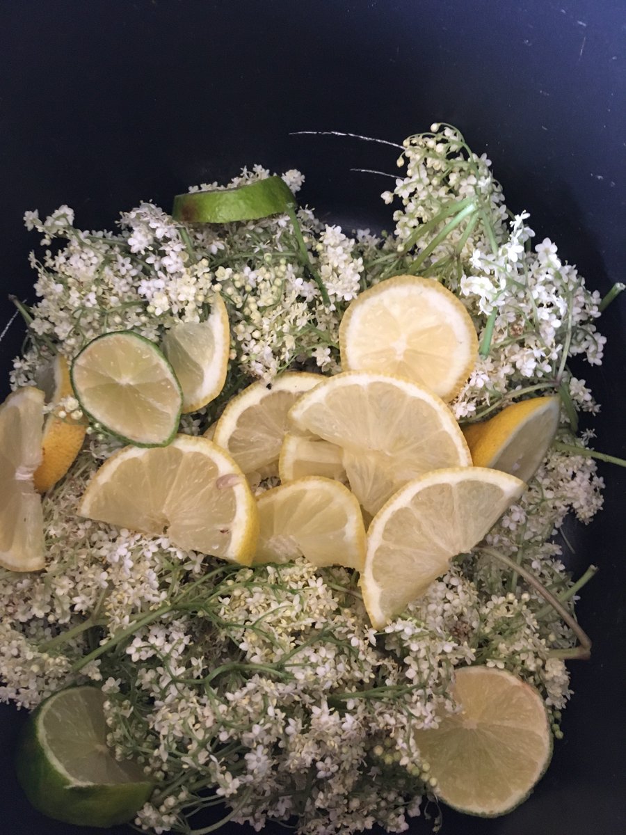 Scrumped Elderflowers ready to be turned into syrup #WIintheCity #exeter #foraging #InExeter #homemade