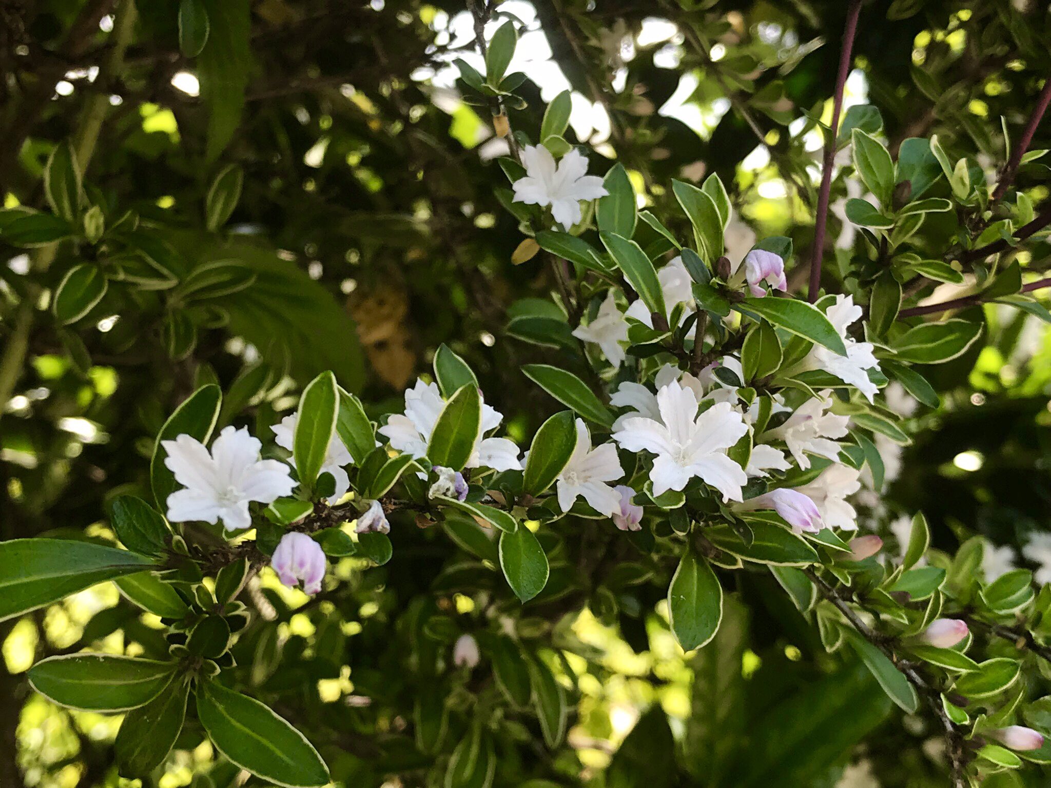 華咲 ハクチョウゲ 白丁花 紫白丁花 Serissa Japonica Snowrose アカネ科 花言葉 純愛 T Co Fru24kvktr Twitter