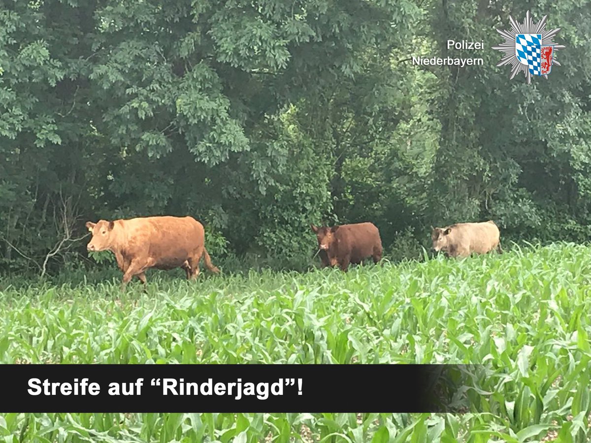 polizeiNB's tweet photo. #Stubenberg Lkr. Rottal-Inn #Rinder ausgebüchst
Gefahr im Bereich der #B12 gebannt
3 Rinder wurden durch die Streife auf Nachbarsweide getrieben!
Landwirt bereits informiert über den Familienausflug seiner #Tiere
Das Einfangen kann dann also beginnen - "hol das Lasso raus ..." https://t.co/l6UgP3XrBU