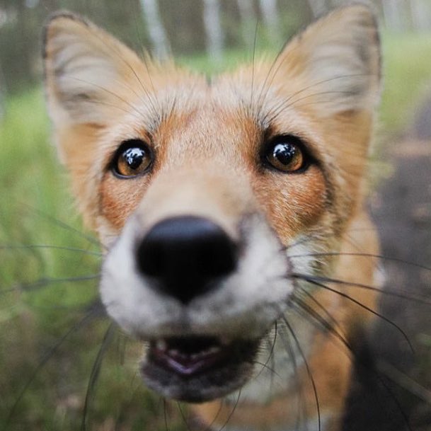 renjun the fox tweet media