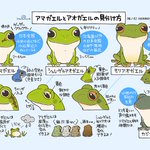 同じカエルでも全然違う!アマガエルとアオガエルの見分け方!