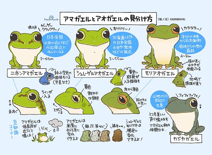 アマガエル と アオガエル はここが違う 見分け方を描いたイラストがわかりやすくてカワイイ Togetter