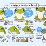 同じカエルでも全然違う!アマガエルとアオガエルの見分け方!