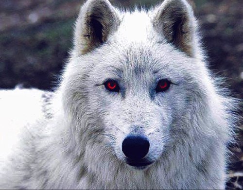 { Monorol: <a href="/NeicoMikael/">Mikael Neico</a> } El мejor aмιgo del мago.

→ Mascota: Humo.