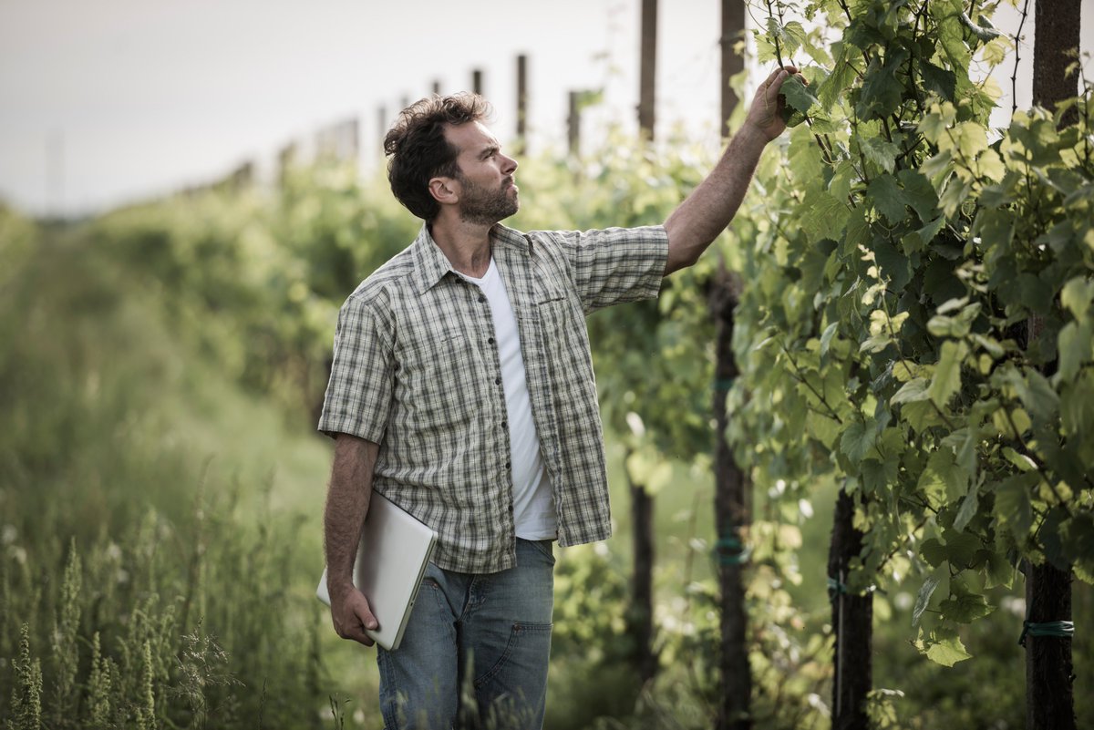 Scout for #Grapevine #Leafroll #Disease more accurate and more efficiently than ever with VineView's unique disease detection #technology that was academically verified in a #scientific #study with UC Davis, read more in our latest #blog post here: bit.ly/2xbiF5K #AgTech