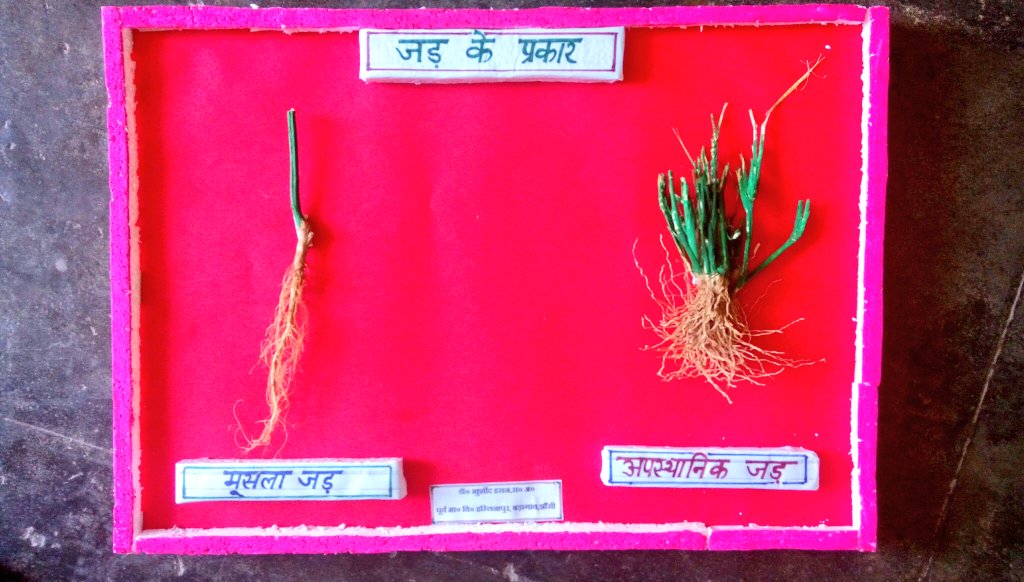 khurshidcool1's tweet photo. छात्रों द्वारा क्यारियों की सफाई के दौरान उखाड़े गये पेड़ पौधों से एकत्र की गयी जड़ों को जड़ के प्रकार (मूसला जड़- tap root ,अपस्थानिक जड़- Adventitious root ) का ज्ञान कराने के लिये वास्तविक शिक्षण सहायक सामग्री का रुप दिया गया । https://t.co/q4u4SSyjxa