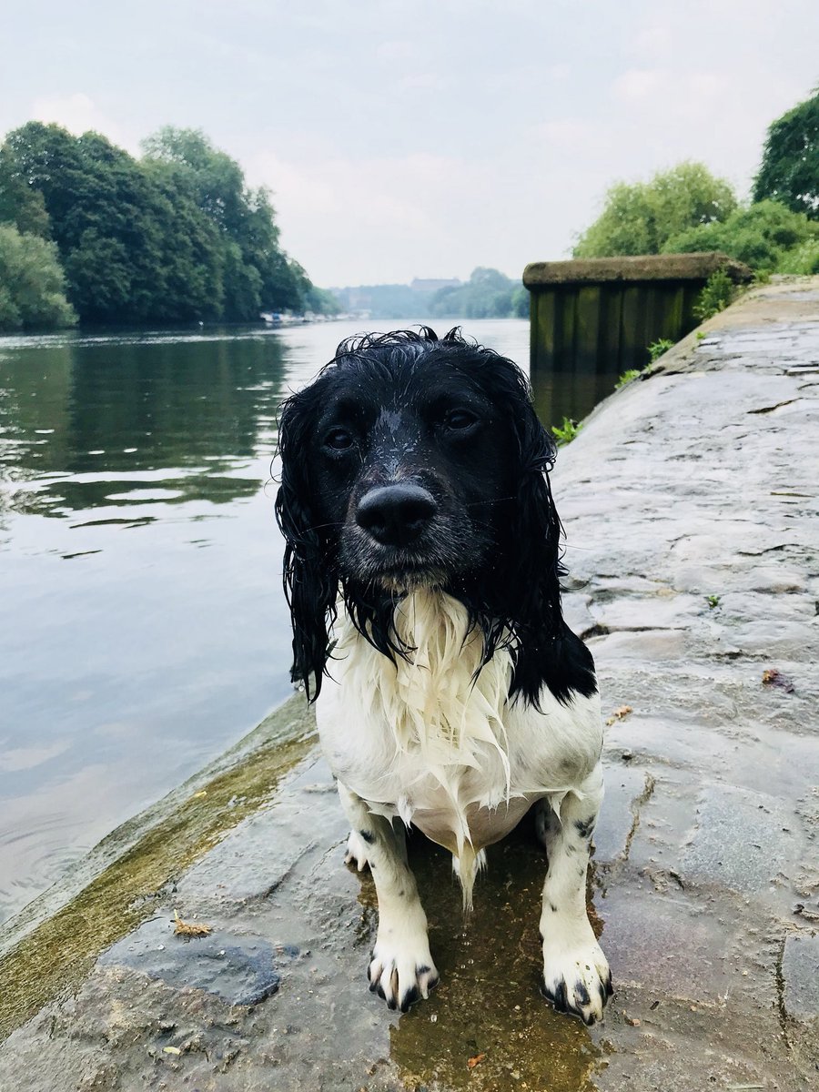 Our last day in this lovely part of London for a while, off to the crazy busy job of Passive work at #festivals... ⛺️🎶 #dualpurposedogs #neverthesamedaytwice #❤️ourjob #diverseroles #publicsafety #gohomesafe 🐾🐾