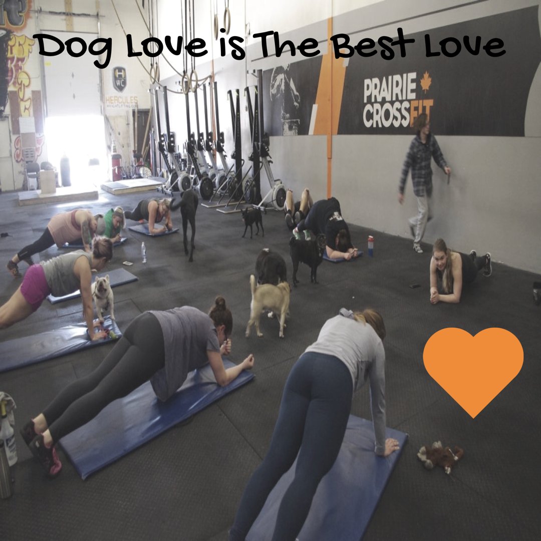 PrairieCrossFit's tweet image. #tbt to the time we had #allthedogs help us through our planks. So many dog 🐶 kisses! ❤️
#howmanydogscanyoucount #wodwithdogs #doggym #dogcrossfit #winnipeg #winnipegcrossfit #winnipeggym #crossfit