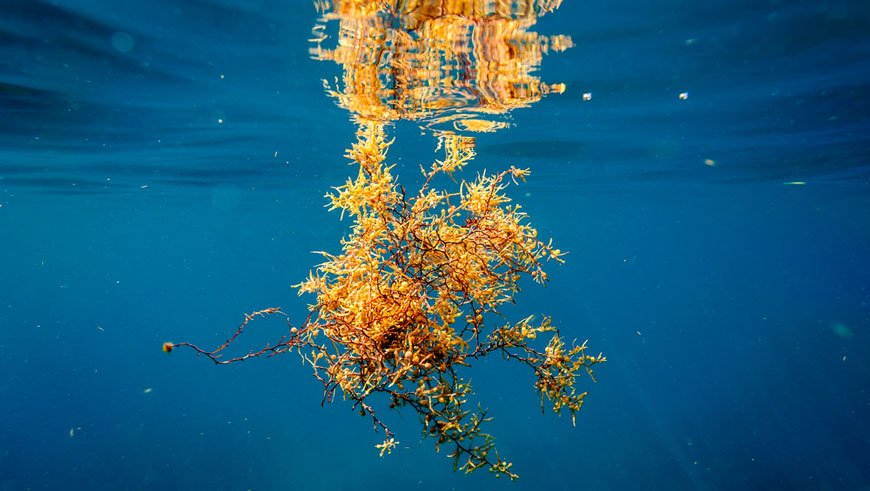 oecscommission's tweet photo. #SaintLucia : Saint-Lucian entrepreneur Johanan Dujon who manufactures fertilizers with #sargassum now exports the innovative product to other markets such as Barbados. Read more: https://t.co/Cdw03M59zl 
@bajanreporter @SaintLuciaGov @DidacusJules https://t.co/OOpF4gr3M9