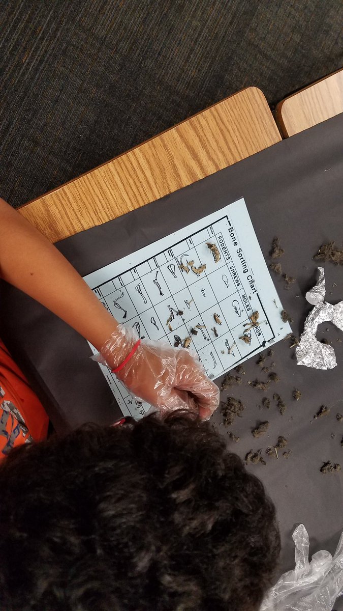 CriswellGinger's tweet photo. 4th Grade scientists dissecting owl pellets. So much fun! @NPERockets https://t.co/VeMbZ3VTuC