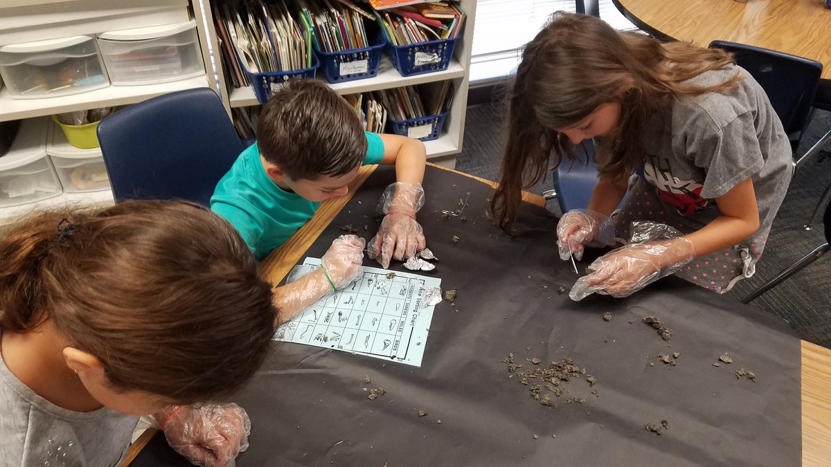 CriswellGinger's tweet photo. 4th Grade scientists dissecting owl pellets. So much fun! @NPERockets https://t.co/VeMbZ3VTuC