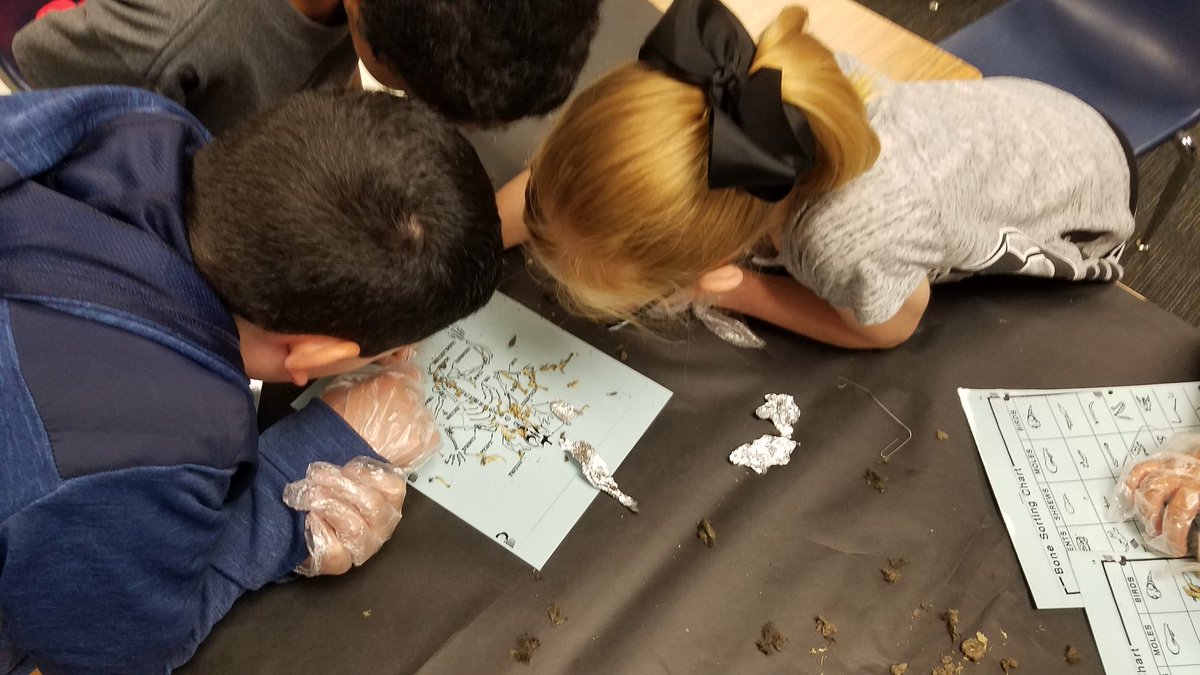 CriswellGinger's tweet photo. 4th Grade scientists dissecting owl pellets. So much fun! @NPERockets https://t.co/VeMbZ3VTuC