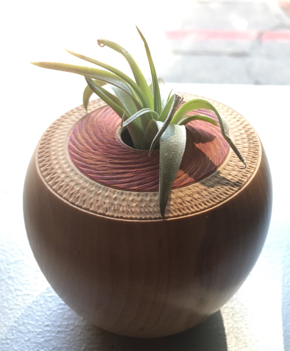 WebmasterBoston's tweet photo. So I’ve been playing around with ideas including plant-life, metal, and some other materials enhancing the wood turned piece I made. Here’s one made from black cherry 🍒 with double textured pattern around the rim and an air plant in the 3/4” hole. The piece is 3” w and 4” t https://t.co/IFNskWXSI7