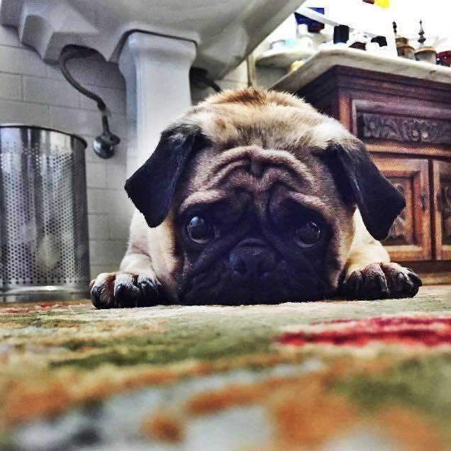 celisemccarthy's tweet photo. My Memphis. Gone two years now. We miss him every day. #pugsnotdrugs #pugsofinstagram #puglife #adoptdontshop #rescuepugsrule #rescuedog #rescuepugsofinstagram #rescuedpug https://t.co/D3Osf9KlUe https://t.co/P1GYcPFJ8k